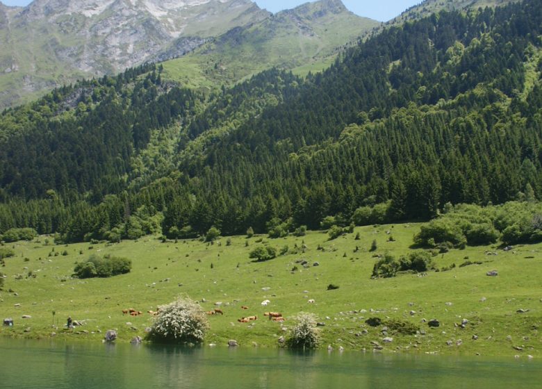 La Cabane de Bouleste