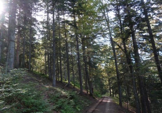 Enduro n°118 – La forêt de l’Ayré