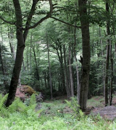 Enduro n°111 – Les buis de Cestrède