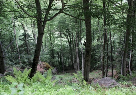 Enduro n°111 – Les buis de Cestrède