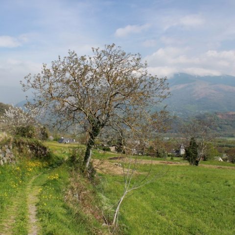 Circuit n°4 – Vallée d’Argelès – L’Extrem de Salles