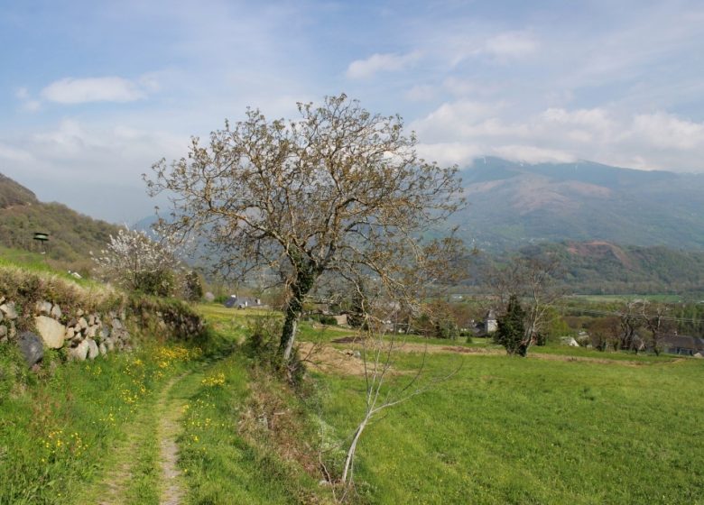 Circuit n°4 – Vallée d’Argelès – L’Extrem de Salles