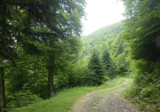 Circuit VTT n°8 – Val d’Azun – La forêt d’Arragnat