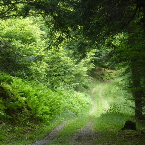 Circuit VTT n°8 – Val d’Azun – La forêt d’Arragnat