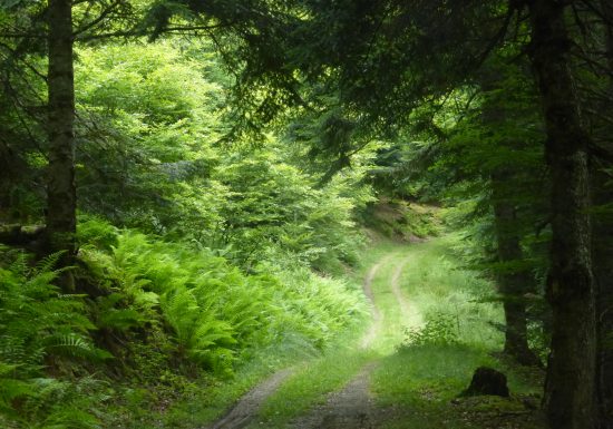 Circuit VTT n°8 – Val d’Azun – La forêt d’Arragnat