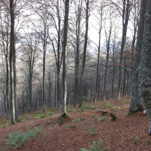 Circuit n°8 – Val d’Azun – La forêt d’Arragnat