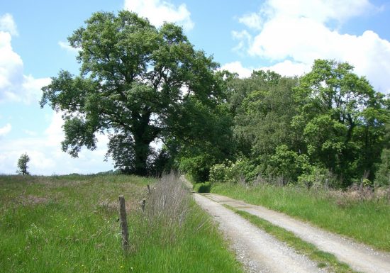 Chemin Henri IV et lande de Bartrès