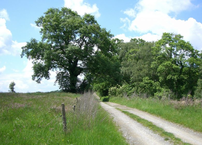 Chemin Henri IV et lande de Bartrès