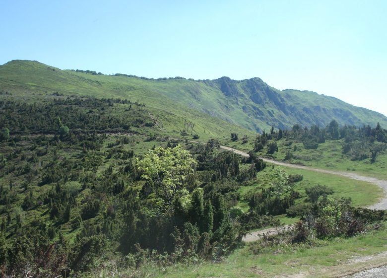 Les forêts de Couraduque