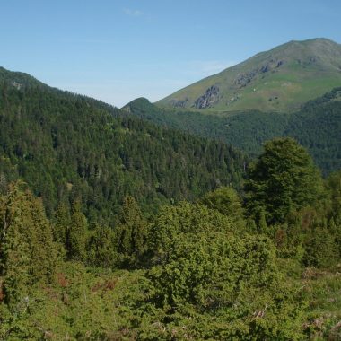 Les forêts de Couraduque
