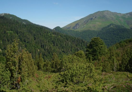 Les forêts de Couraduque