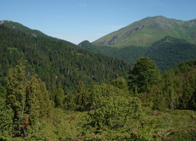 Les forêts de Couraduque