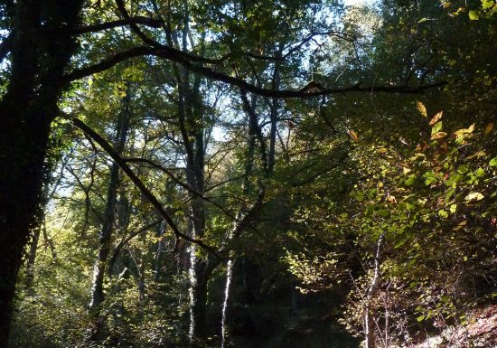 Circuit trail n°12 – Le Mont de Gez, depuis Argelès